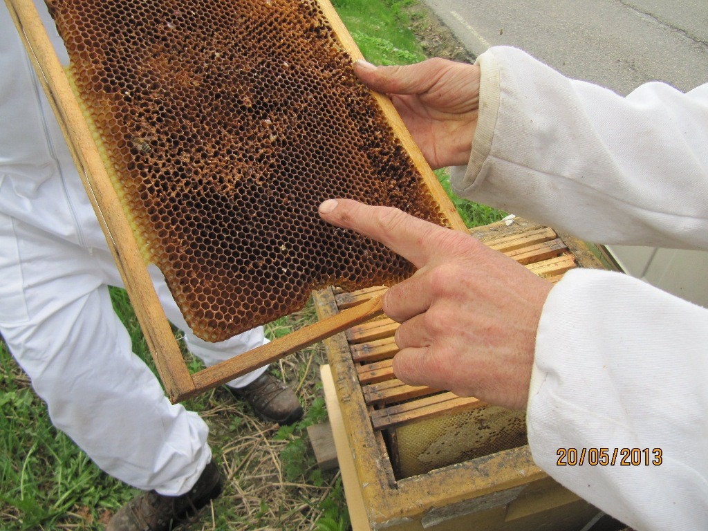 slynga Tavler med pollen frå hausten er greit å få ned i Yngelrom nær