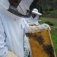 Tavle med nylagde egg