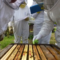 Studie av bistyrke i bikuba