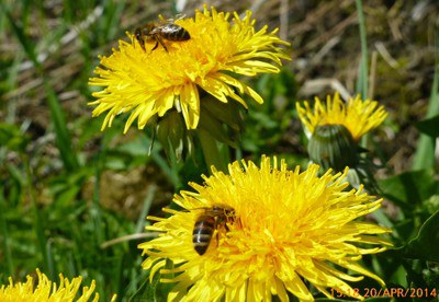 Ivrige bier på fyrste Løvetann