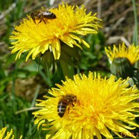 Ivrige bier på fyrste Løvetann