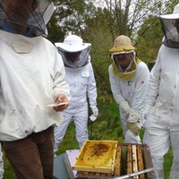 Hygienetest av biene