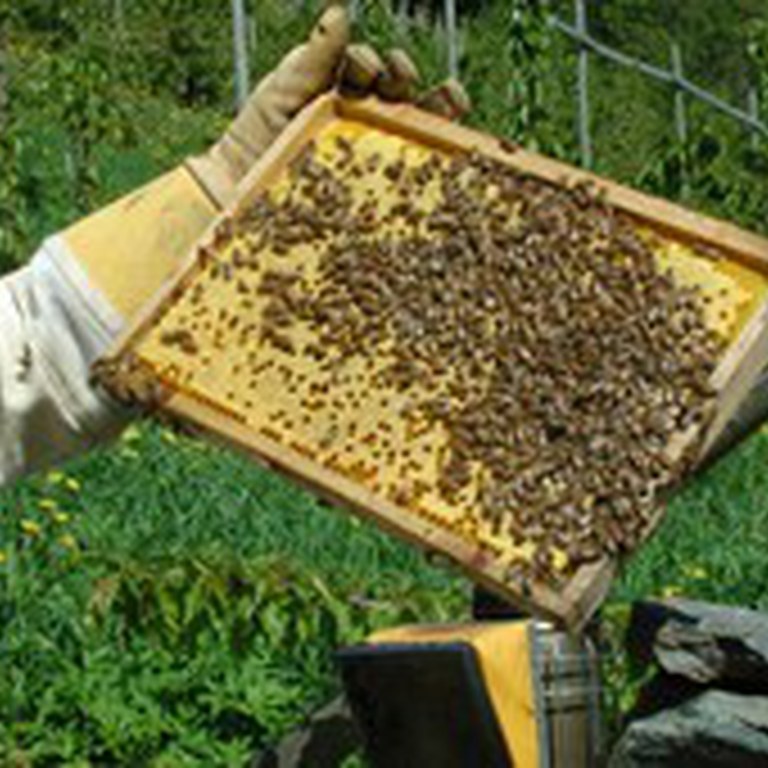 Ei heilt full tavle med forsegla yngel