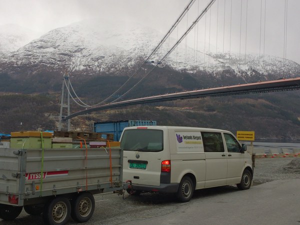 Biene på plass i frukthagane i  god tid før bløming