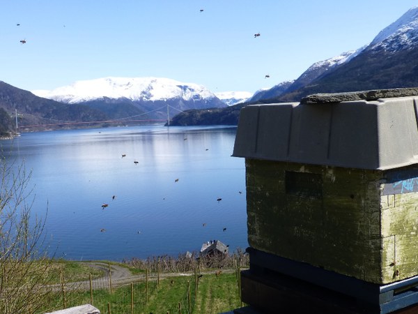 Bier og kubevekter på plass i Hardanger