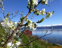 Bier på plommeblom  i Kvam