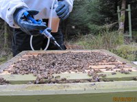 Bruk av doseringssprøyte til Oksalsyre drypping