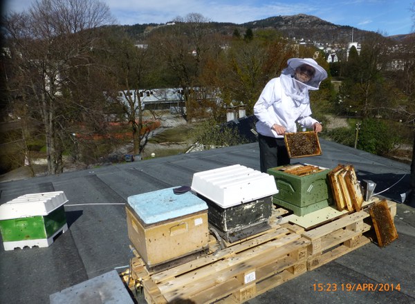Bybier i (kaffi)røyken