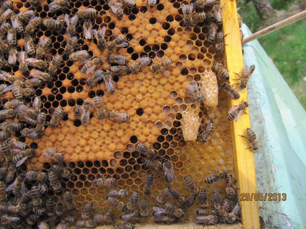 Dronemasakre og dronningceller