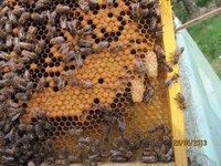 Dronemasakre og dronningceller