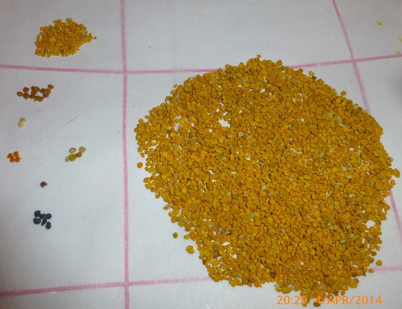 Forsking på mangfald i pollen som biene våre samlar