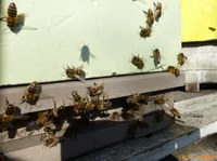 Litt pollentrekk 1. mars med sol !