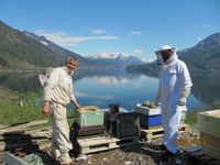 Morellblom og kassepåsett i  Hardanger i pinsen