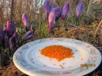 Pollenfeller sett i drift