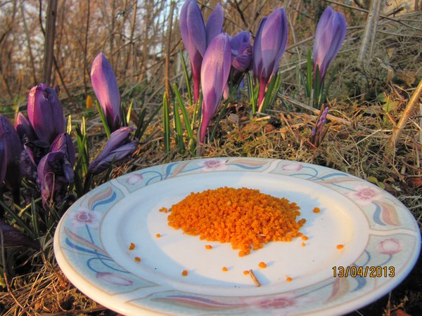 Pollenfeller sett i drift