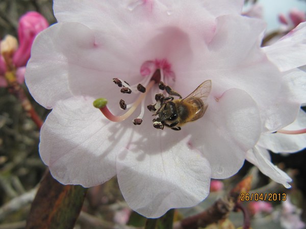 Pollenfest i tidleg Rhododendron