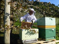 Tidleg kassepåsett i Hardanger