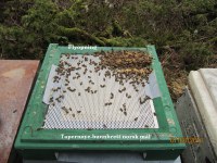 Typisk med bunnfall av bier på denne tida
