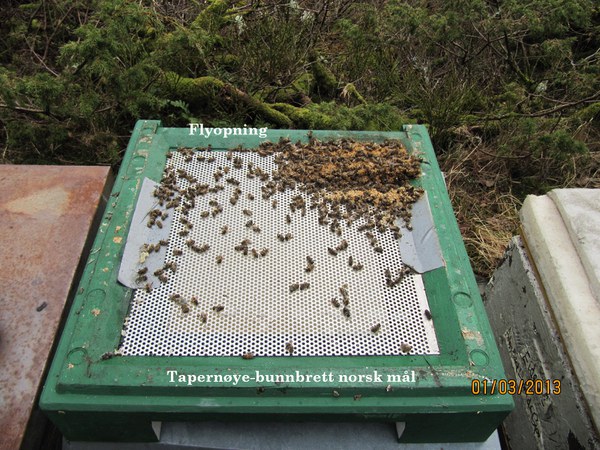 Typisk med bunnfall av bier på denne tida